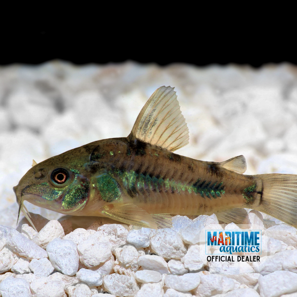 Corydora Pepper (Corydoras paleatus)