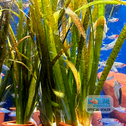 Vallisneria spiralis 'Leopard' (Terracotta Pot)