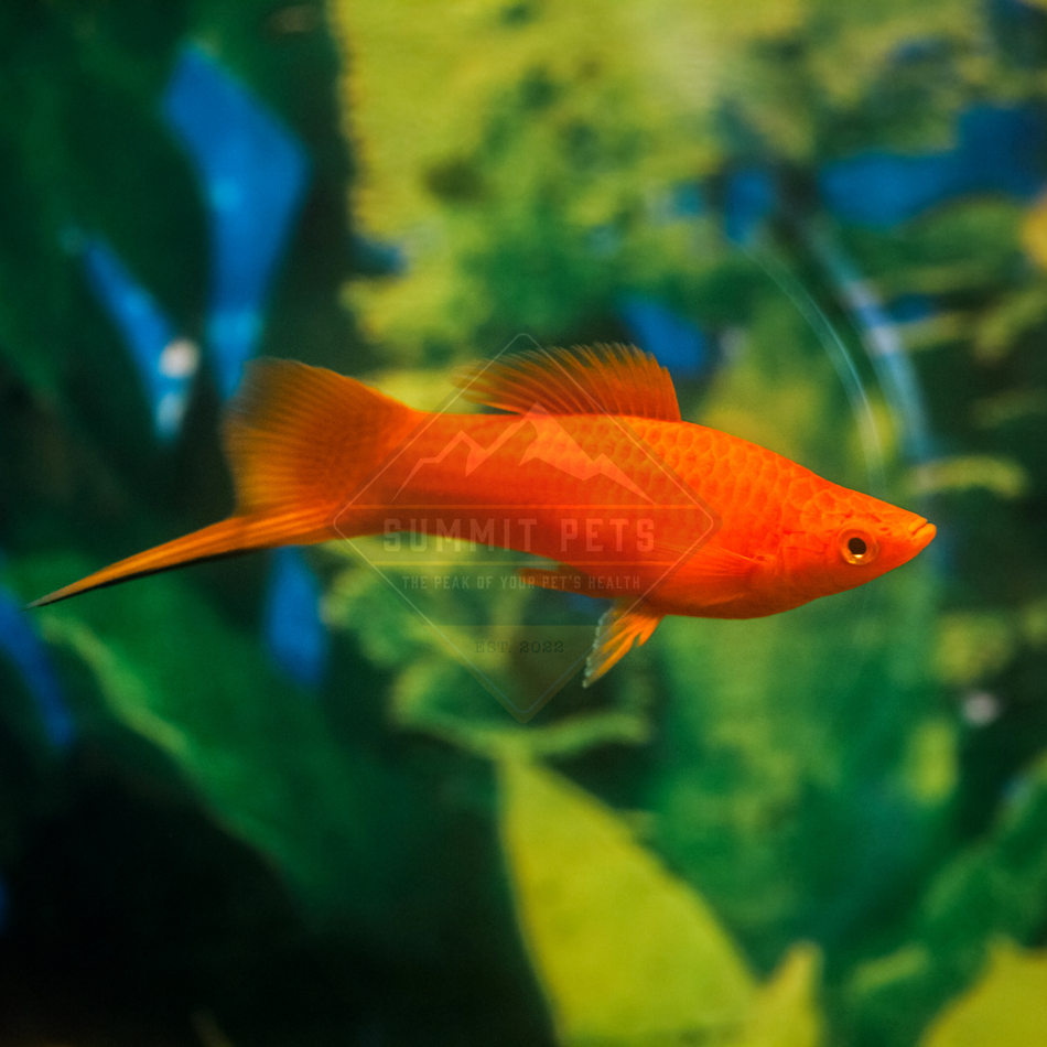 Swordtail Assorted (Xiphophorus helleri)