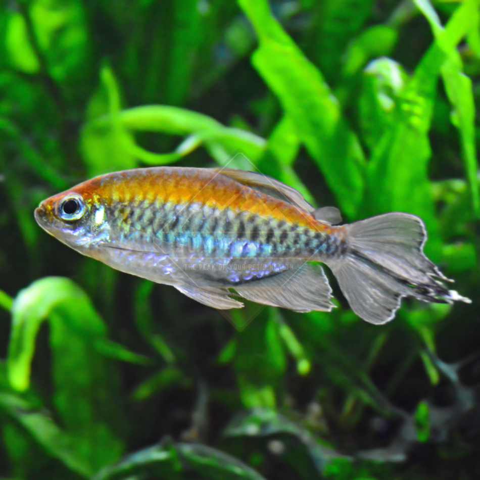 Tetra Congo (Phenacogrammus interruptus)