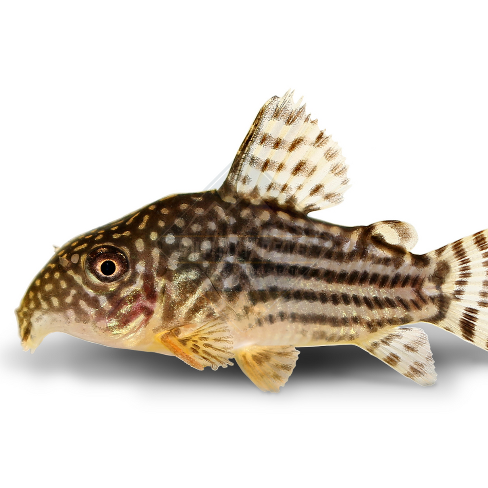 Corydoras Sterbai (Corydoras sterbai)