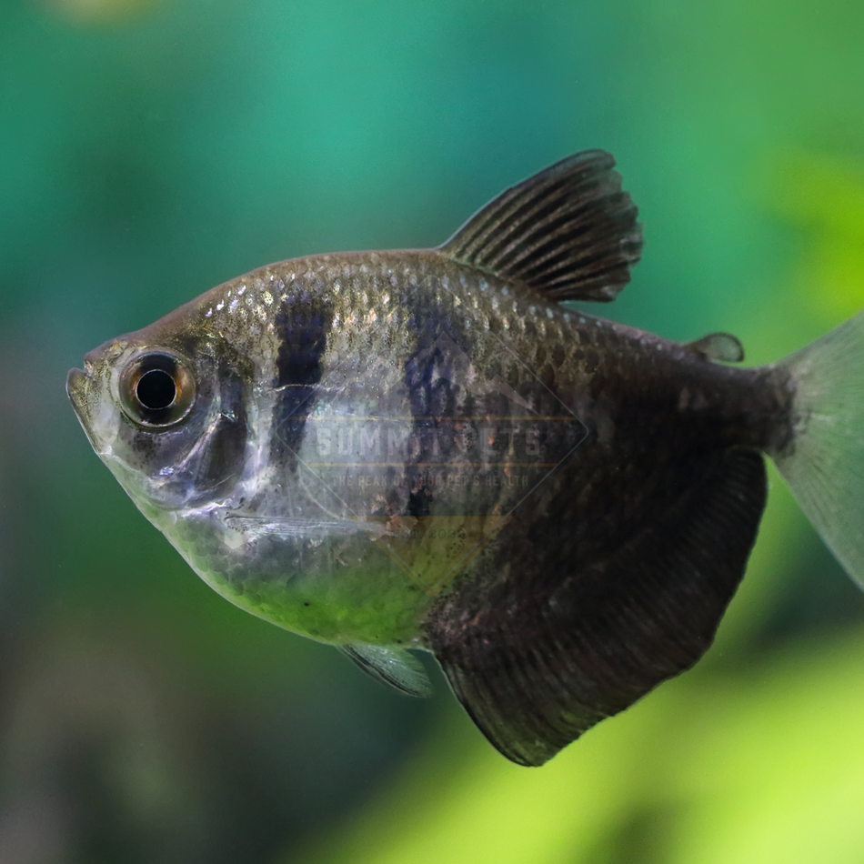 Tetra Black Skirt (Gymnocorymbus ternetzi)