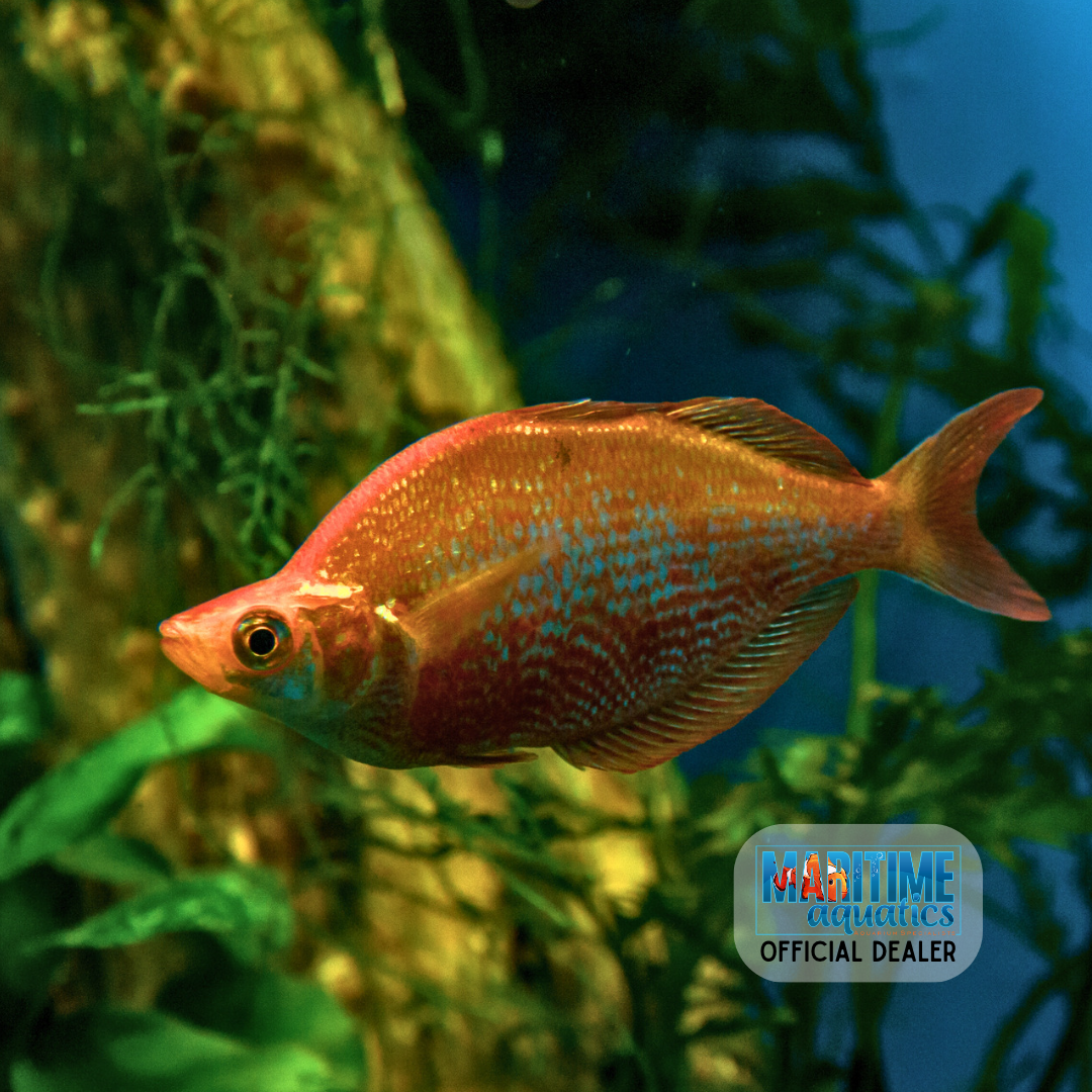 Rainbowfish Red (Glossolepis incisus)