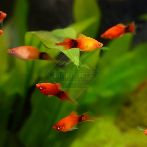 Platy Assorted (Xiphophorus maculatus)