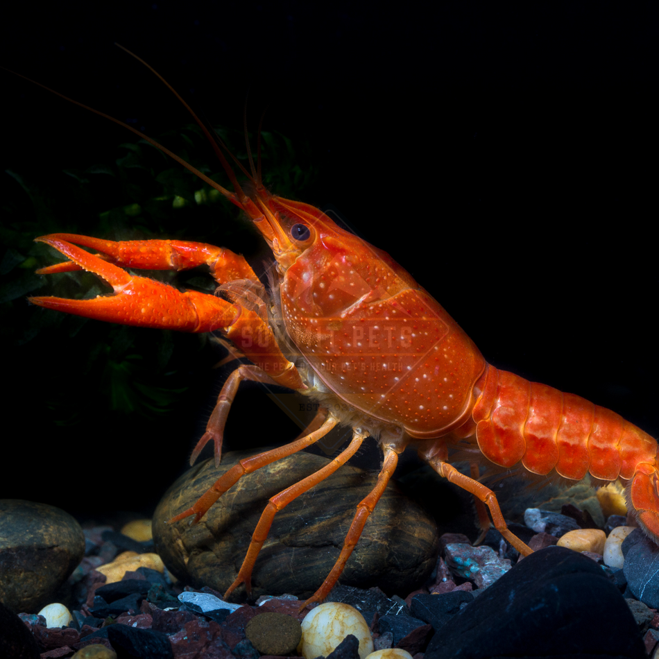 Crayfish Neon Orange (Procambarus sp.)