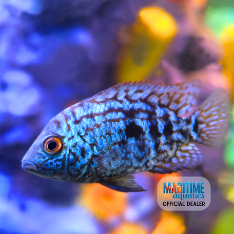 Cichlid Electric Blue Jack Dempsey (Cichlasoma octofasciatum)