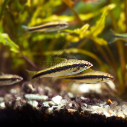 Siamese Algae Eater (Crossocheilus siamensis)