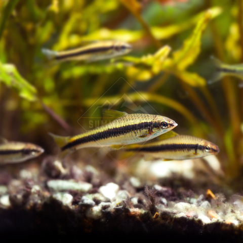 Algae Eater Siamese (Crossocheilus siamensis)
