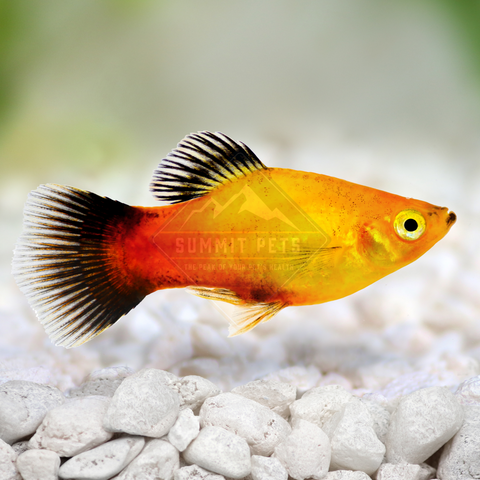 Platy Assorted (Xiphophorus maculatus)