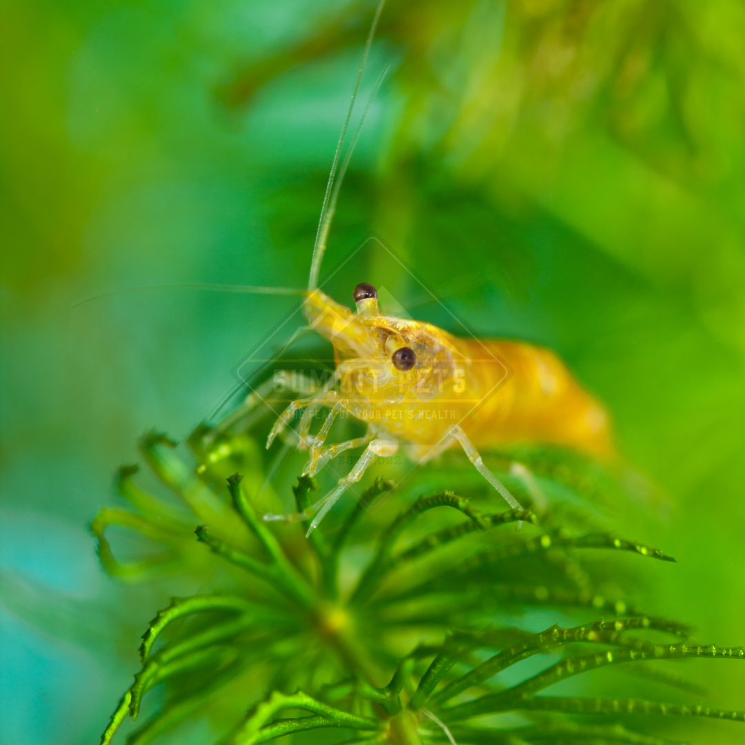 Shrimp Yellow Fire (Neocaridina sp.)