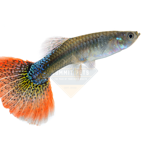 Guppy Assorted Female