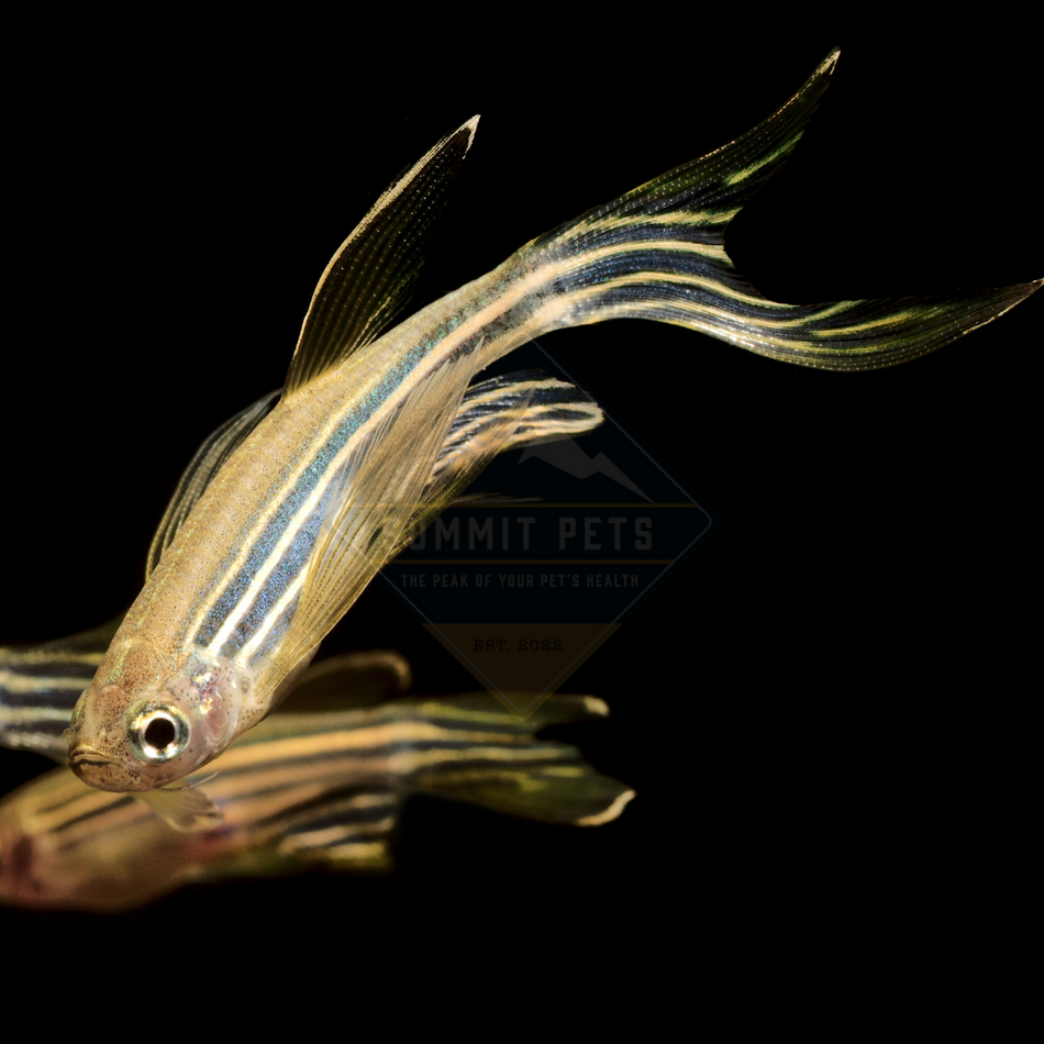 Danio Long-Fin Zebra (Danio rerio)