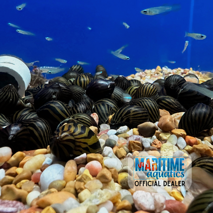 Snail Zebra Nerite (Neritina natalensis)