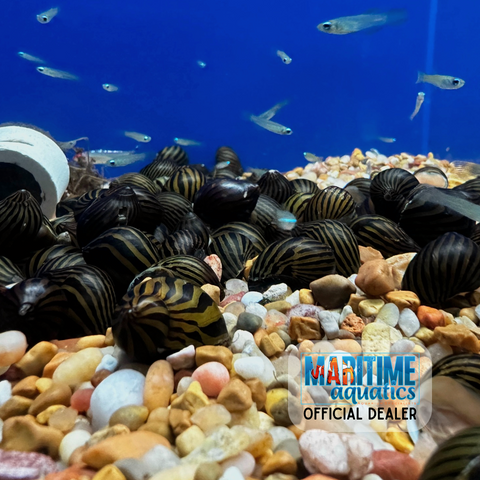 Snail Zebra Nerite (Neritina natalensis)