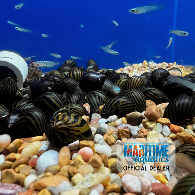 Snail Zebra Nerite (Neritina natalensis)