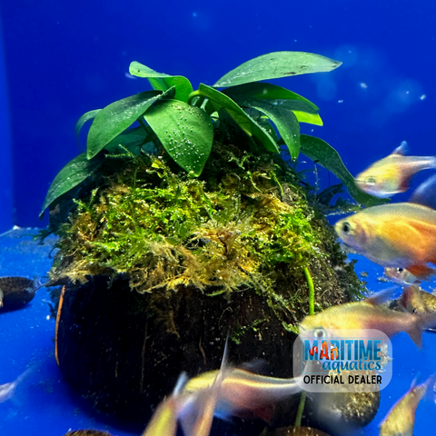 Vesicularia dub./Anubias Nana (on Coco-shell)