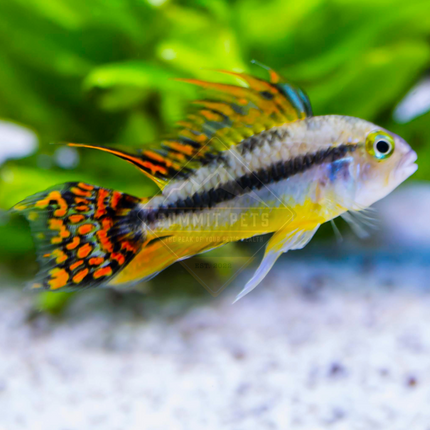 Apistogramma 'Super Red' "Apistogramma cacatuoides"