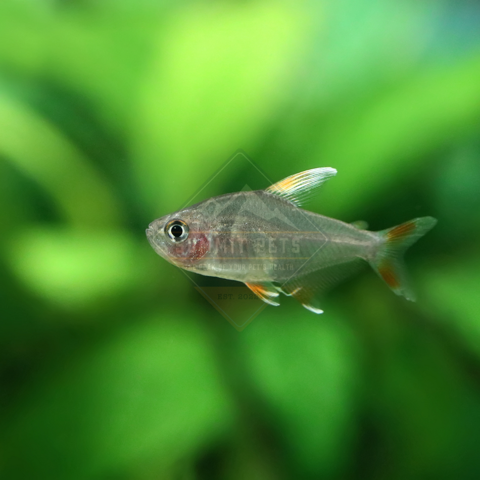 Tetra Rosy (Hyphessobrycon rosaceus)