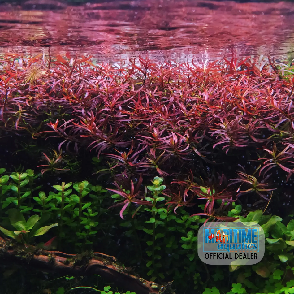 Tissue Culture Ludwigia arcuata