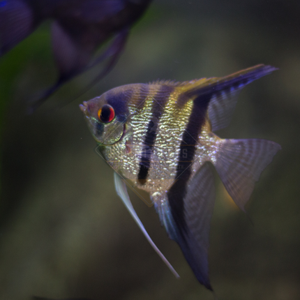 Angelfish Small Assorted (Pterophyllum scalare)