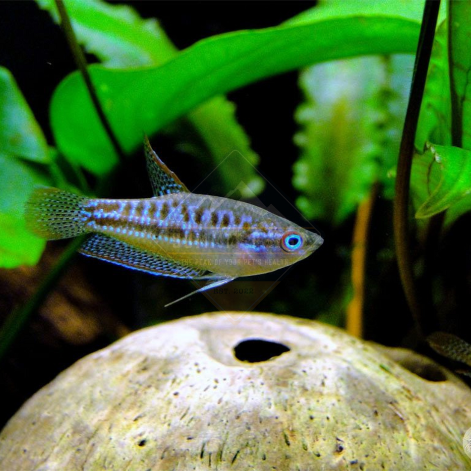 Gourami Sparkling Pygmy (Trichopsis pumila)