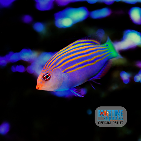 Six Line Wrasse (Pseudocheilinus hexataenia)