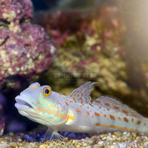 Goby Diamond (Valenciennea puellaris)