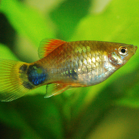Platy Assorted (Xiphophorus maculatus)