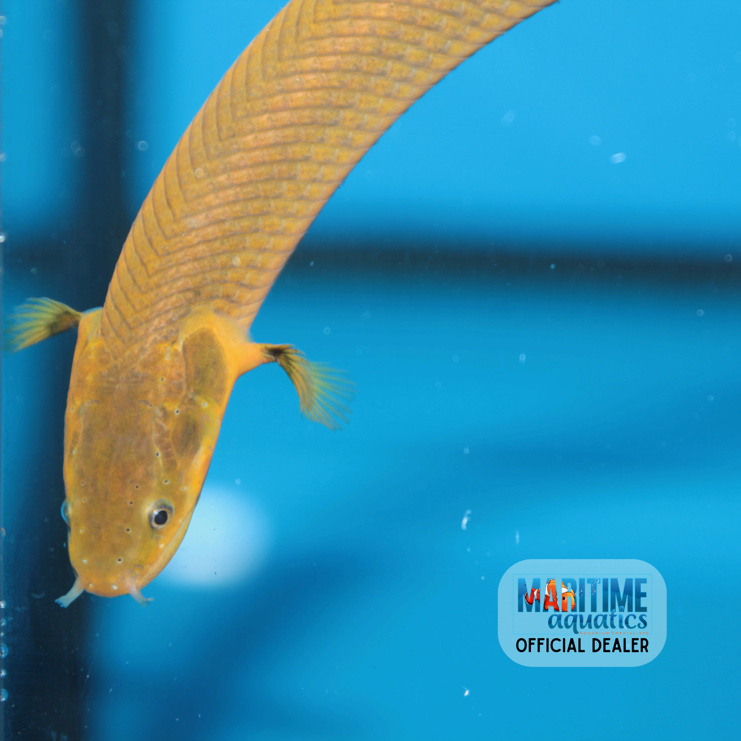 Rope/Reed Fish (Erpetoichthys calabaricus)