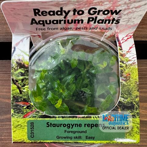 Tissue Culture Staurogyne repens