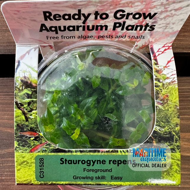 Tissue Culture Staurogyne repens
