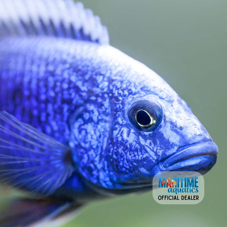 Cichlid Electric Blue Ahli (Sciaenochromis Ahli)