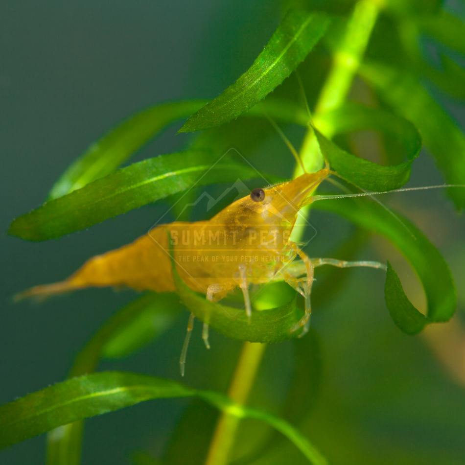 Shrimp Yellow (Neocaridina sp.)