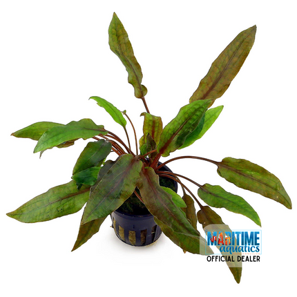 Tissue Culture | Cryptocoryne wendtii 'Mi Oya'