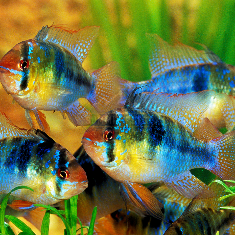 Ram Dwarf Cichlid (Mikrogeophagus ramirezi)