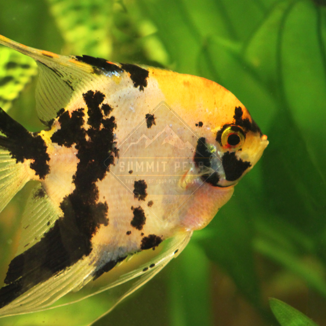 Assorted Fancy Angelfish Angelfish Small Assorted (Pterophyllum scalare) – Summit Pets