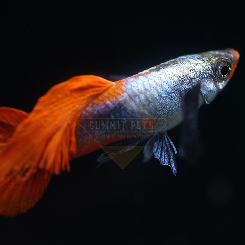 Guppy Assorted Female