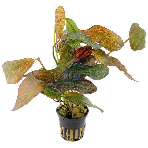 Echinodorus 'Ozelot' (Pot)