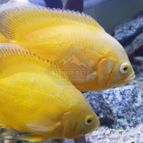 Oscar Lemon (Astronotus ocellatus)