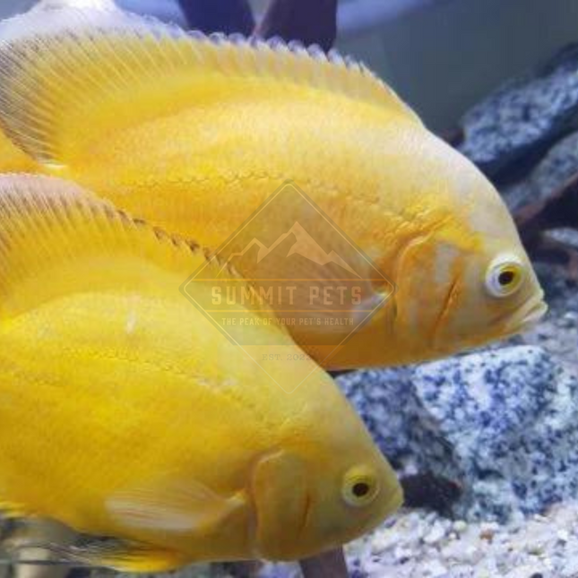 Oscar Lemon (Astronotus ocellatus)