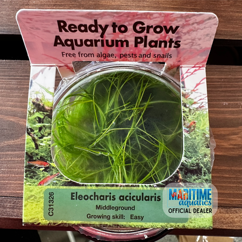 Tissue Culture Eleocharis acicularis