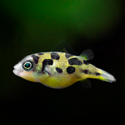 Puffer Yellow Dwarf Pea (Carinotetraodon travancoricus)