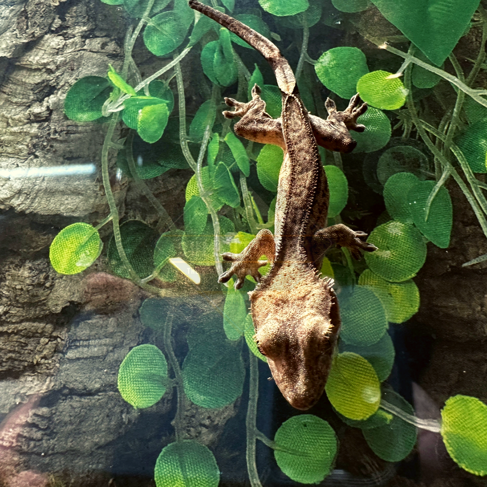Gecko Fancy Crested (Rhacodactylus ciliatus)