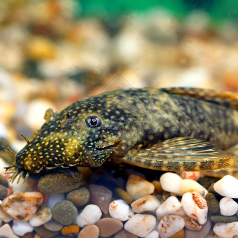 Pleco Calico Bristlenose (Ancistrus sp.)