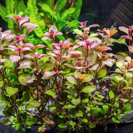Ludwigia Repens 'Super Red'