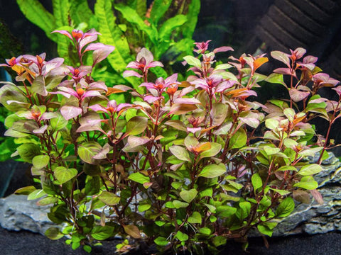 Ludwigia Repens 'Super Red' (Pot)