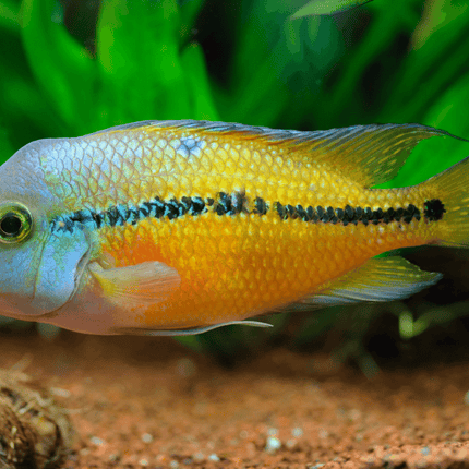 Cichlid Nicaraguan (Hypsophrys nicaraguensis)