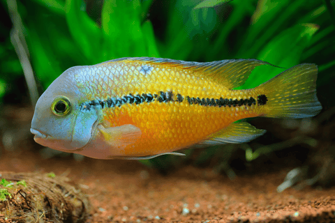 Cichlid Nicaraguan (Hypsophrys nicaraguensis)