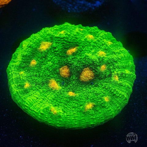 Space Invader Chalice Frag