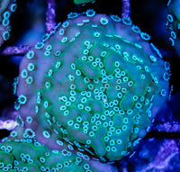 True Undata Montipora Frag